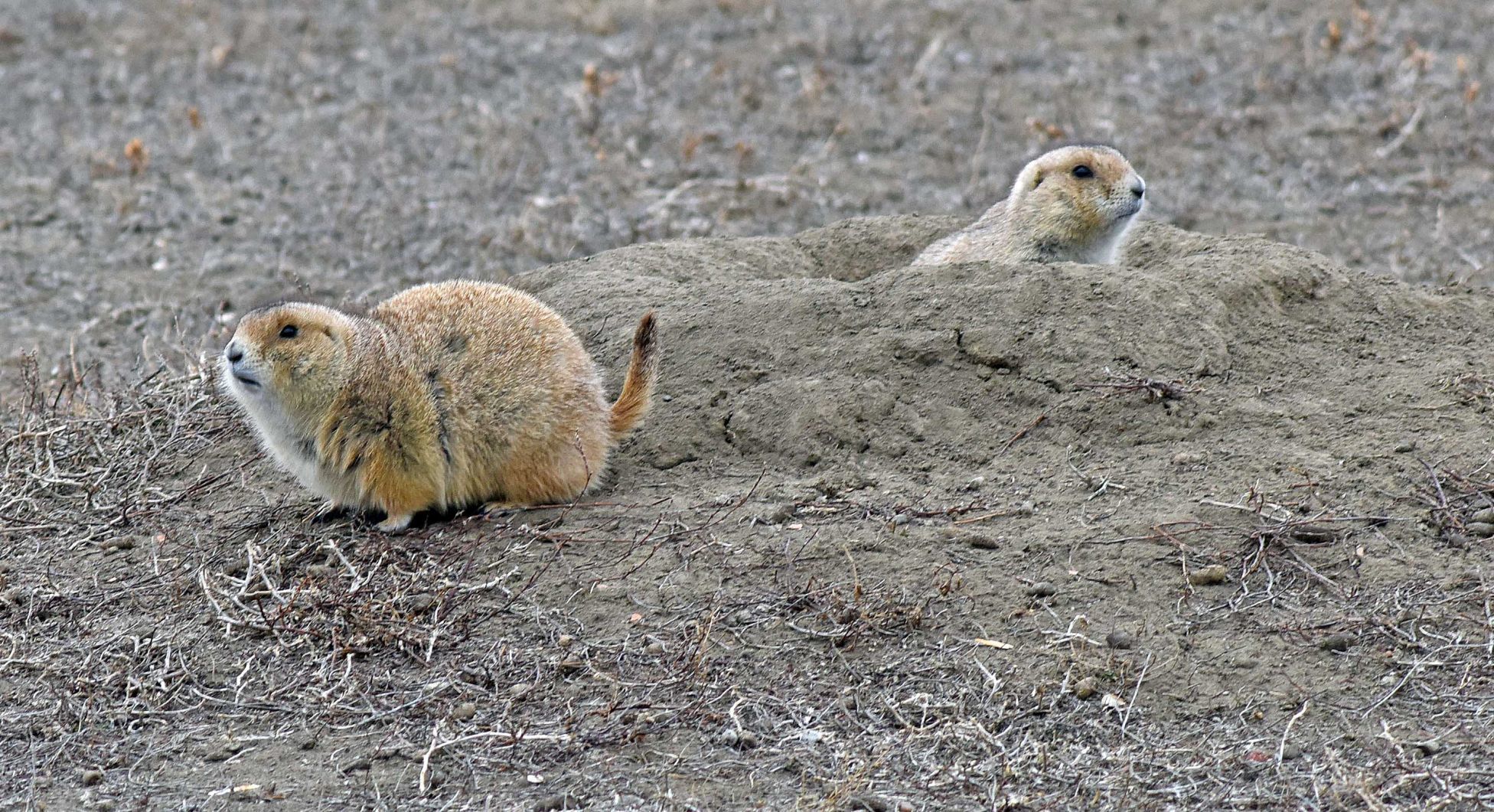 Prairie dogs